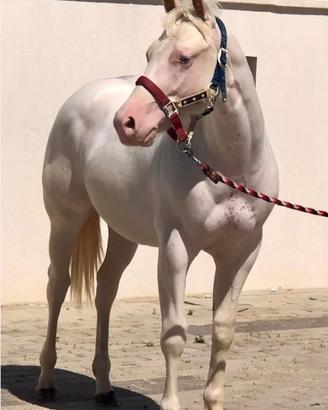 Cavallo paint sorrel overo occhi azzurri