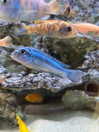 Ciclidi Malawi Melanochromis johanni Metangula