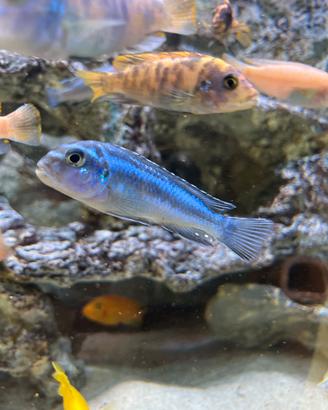 Ciclidi Malawi Melanochromis johanni Metangula