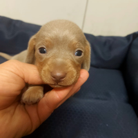 Bassotto nano isabella tan