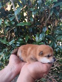 Dolcissima femminuccia Shiba
