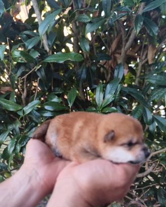 Dolcissima femminuccia Shiba