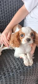 cuccioli di cavalier king 