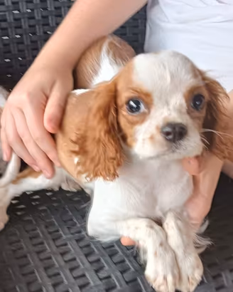 cuccioli di cavalier king 