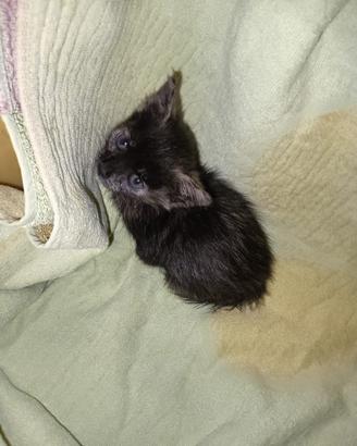 Cucciola di gatta