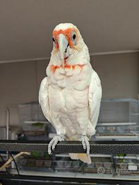 Cacatua becco lungo tenuirostris