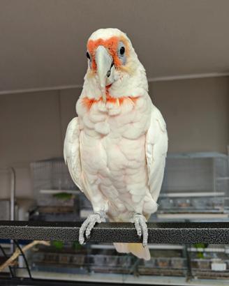 Cacatua becco lungo tenuirostris
