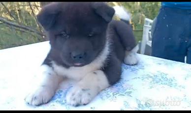 Cuccioli akita americano maschi neri o marrone