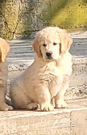 Cuccioli Golden Retriever