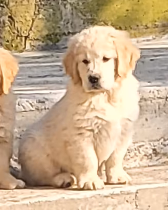 Cuccioli Golden Retriever