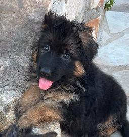 Cucciola Pastore Tedesco pelo lungo