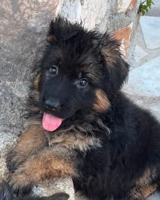 Cucciola Pastore Tedesco pelo lungo