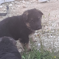 Vendita cuccioli pastore tedesco