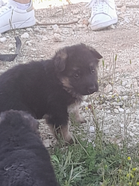 Vendita cuccioli pastore tedesco