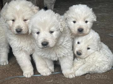 Cuccioli di pastore maremmano abruzzese