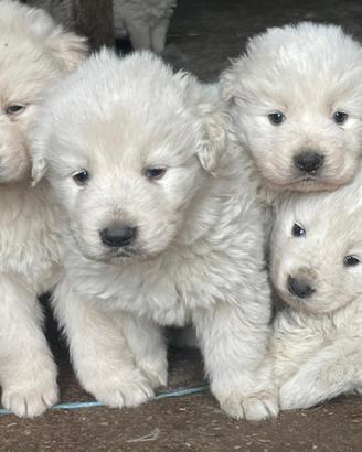 Cuccioli di pastore maremmano abruzzese