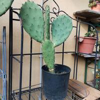 pianta cactus