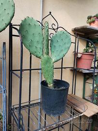 pianta cactus