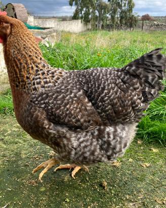 Gallina Bielefelder