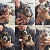 American bully pocket-esotic