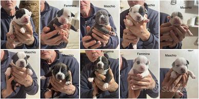 American bully pocket-esotic