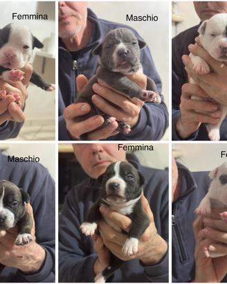 American bully pocket-esotic