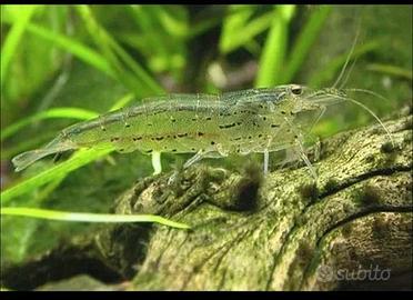 Acquario Japoniche Adulte Femmine 6cm. Maschi 4cm.