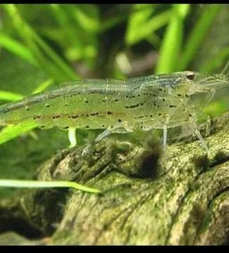 Acquario Japoniche Adulte Femmine 6cm. Maschi 4cm.