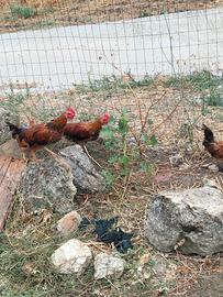 polli e pollastrelle 