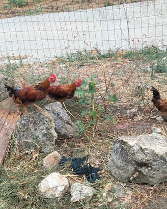 polli e pollastrelle 