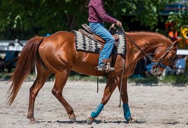 Cavalla quarter horse