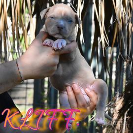 Cuccioli di American Bully XL