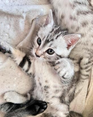 GATTINI Affettuosi maschietti e femminucce