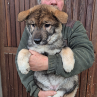 Cucciola di shikoku ken