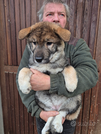 Cucciola di shikoku ken