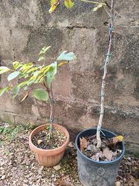 pianta di noce