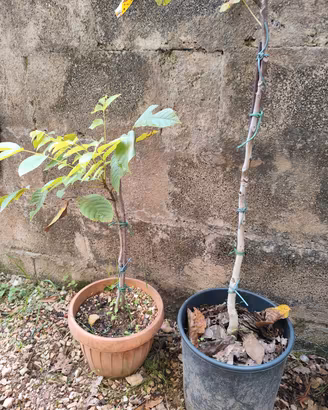 pianta di noce