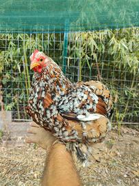Gallina cocincina mille fiori