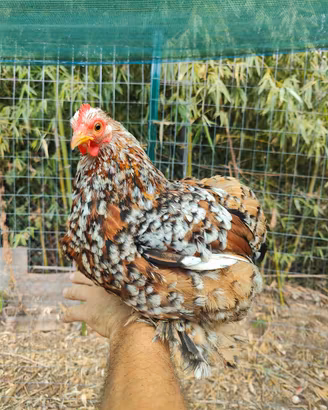 Gallina cocincina mille fiori