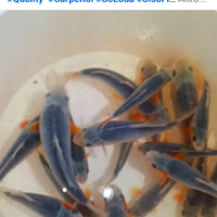 CARPE KOI di SISO FISH diffidate dalle imitazioni