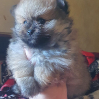 Spitz Pomerania nano