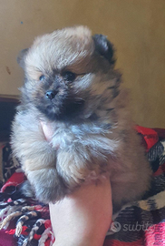 Spitz Pomerania nano