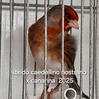 Ibrido di cardellino