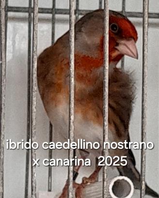Ibrido di cardellino