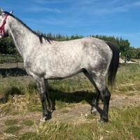 Psa arabo endurance trekking passeggiate