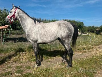 Psa arabo endurance trekking passeggiate