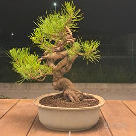 Pre bonsai di pino