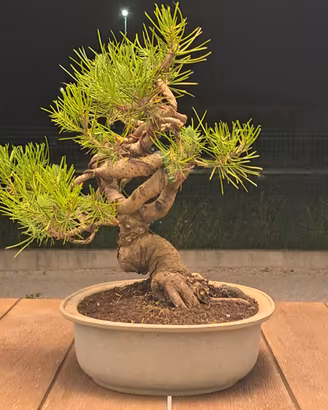 Pre bonsai di pino