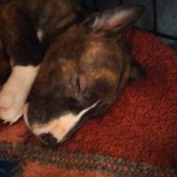 Disponibili da metà marzo