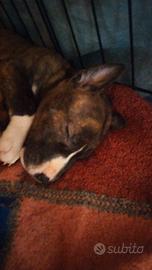 Disponibili da metà marzo